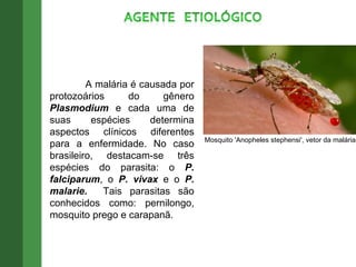 Mosquito 'Anopheles stephensi', vetor da malária A malária é causada por protozoários do gênero  Plasmodium  e cada uma de suas espécies determina aspectos clínicos diferentes para a enfermidade. No caso brasileiro, destacam-se três espécies do parasita: o  P.   falciparum , o  P. vivax  e o  P. malarie .   Tais parasitas são conhecidos como: pernilongo, mosquito prego e carapanã. 
