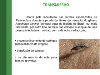 Ocorre pela inoculação das formas esporozoítas de  Plasmodium durante  a picada da fêmea do mosquito do gênero  Anopheles darlingi  (principal vetor da malária no Brasil) ou, mais raramente, por outro tipo de meio que coloque o sangue de uma pessoa infectada em contato com o de outra sadia, como: o compartilhamento de seringas (consumidores de drogas), transfusão de sangue  ou até mesmo de mãe para feto, na gravidez.  