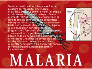      Etapas exo-eritrocíticas o hepáticas:Tras la picadura del mosquito, éste inocula el parásito existente en su salivaen la sangre o en el sistema linfático del huésped. En ese momento, el Plasmodium se encuentra en la fase de su ciclo conocida como esporozoito . Los esporozoitos pasan al torrente sanguíneo hasta que llegan a los hepatocitos  del hígado. Allí se multiplican por esquizogénesis (disgregación) formando el esquizontehepático , tras lo cual se rompe el hepatocito, apareciendo un nuevo estadio del Plasmodium, el merozoito . Aquí hay un primer ciclo asexual, en el que los merozoitos pueden o bien reinfectar hepatocitos o bien volver de nuevo al torrente sanguíneo, donde penetran en los eritrocitos. 