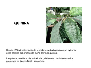 Desde 1638 el tratamiento de la malaria se ha basado en un extracto de la corteza del árbol de la quina llamado quinina.  La quinina, que tiene cierta toxicidad, detiene el crecimiento de los protozoos en la circulación sanguínea. QUININA 