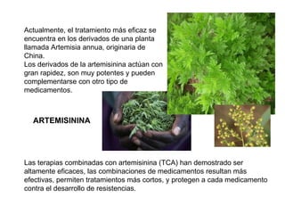 Actualmente, el tratamiento más eficaz se encuentra en los derivados de una planta llamada Artemisia annua, originaria de  China.  Los derivados de la artemisinina actúan con gran rapidez, son muy potentes y pueden complementarse con otro tipo de  medicamentos.  Las terapias combinadas con artemisinina (TCA) han demostrado ser altamente eficaces, las combinaciones de medicamentos resultan más efectivas, permiten tratamientos más cortos, y protegen a cada medicamento contra el desarrollo de resistencias.  ARTEMISININA 