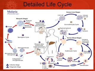 Detailed Life Cycle 