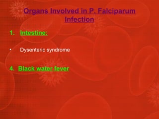 Organs Involved in P. Falciparum Infection Intestine: Dysenteric syndrome 4.  Black water fever 