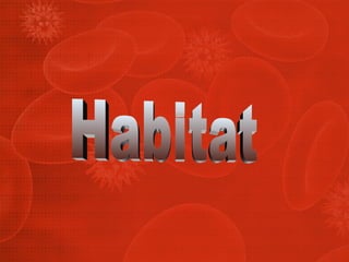 Habitat 