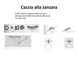 Caccia alla zanzara
Anche di loro si sapeva molto e ormai si
distinguevano facilmente dalle fastidiose ma
innocue culex.
 