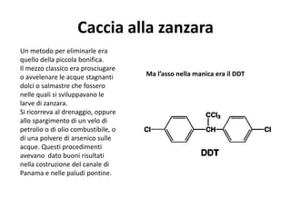 Caccia alla zanzara
Un metodo per eliminarle era
quello della piccola bonifica.
Il mezzo classico era prosciugare
o avvelenare le acque stagnanti      Ma l’asso nella manica era il DDT
dolci o salmastre che fossero
nelle quali si sviluppavano le
larve di zanzara.
Si ricorreva al drenaggio, oppure
allo spargimento di un velo di
petrolio o di olio combustibile, o
di una polvere di arsenico sulle
acque. Questi procedimenti
avevano dato buoni risultati
nella costruzione del canale di
Panama e nelle paludi pontine.
 