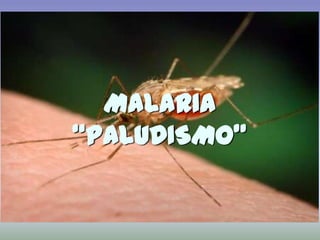 MALARIA
“PALUDISMO”
 