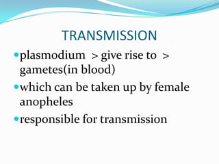 TRANSMISSION
plasmodium > give rise to >
 gametes(in blood)
which can be taken up by female
 anopheles
responsible for transmission
 