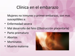 Clínica en el embarazo
    Mujeres no inmunes y primer embarazo, son mas
    susceptibles a:
•   Enfermedad severa
•   Mal desarrollo del feto (Obstrucción placentaria)
•   Parto prematuro
•   Abortos
•   Mortinatos
•   Muerte materna
 