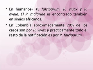 • En humanos= P. falciparum, P. vivax y P.
  ovale. El P. malariae es encontrado también
  en simios africanos.
• En Colombia aproximadamente 70% de los
  casos son por P. vivax y prácticamente todo el
  resto de la notificación es por P. falciparum.
 