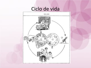 Ciclo de vida
 