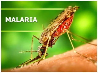 MALARIA
 