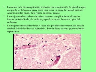 • La anemia es la otra complicación producida por la destrucción de glóbulos rojos,
que puede ser lo bastante grave como para poner en riesgo la vida del paciente.
Además, pueden ocurrir falla renal o pulmonar agudas.
• Las mujeres embarazadas están más expuestas a complicaciones: el sistema
inmune está debilitado y la paciente ya puede presentar la anemia típica del
embarazo
• Las mujeres embarazadas tienen 4 veces más posibilidades de tener una malaria
cerebral. Mitad de ellas va a sobrevivir... Pero la fiebre extrema provoca abortos
espontáneos.
 