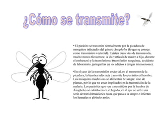 • El parásito se transmite normalmente por la picadura de
mosquitos infectados del género Anopheles (lo que se conoce
como transmisión vectorial). Existen otras vías de transmisión,
mucho menos frecuentes: la vía vertical (de madre a hijo, durante
el embarazo) y la transfusional (transfusión sanguínea, accidente
de laboratorio, jeringuillas en los adictos a drogas intravenosas).
•En el caso de la transmisión vectorial, en el momento de la
picadura, la hembra infectada transmite los parásitos al hombre.
Los mosquitos machos no se alimentan de sangre, sino de
plantas, por lo que no están implicados en la transmisión de la
malaria. Los parásitos que son transmitidos por la hembra de
Anopheles se establecen en el hígado, en el que se sufre una
serie de transformaciones hasta que pasa a la sangre e infectan
los hematíes o glóbulos rojos.
 