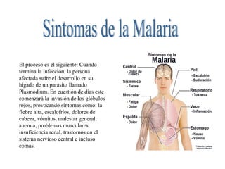 El proceso es el siguiente: Cuando
termina la infección, la persona
afectada sufre el desarrollo en su
hígado de un parásito llamado
Plasmodium. En cuestión de días este
comenzará la invasión de los glóbulos
rojos, provocando síntomas como: la
fiebre alta, escalofríos, dolores de
cabeza, vómitos, malestar general,
anemia, problemas musculares,
insuficiencia renal, trastornos en el
sistema nervioso central e incluso
comas.
 