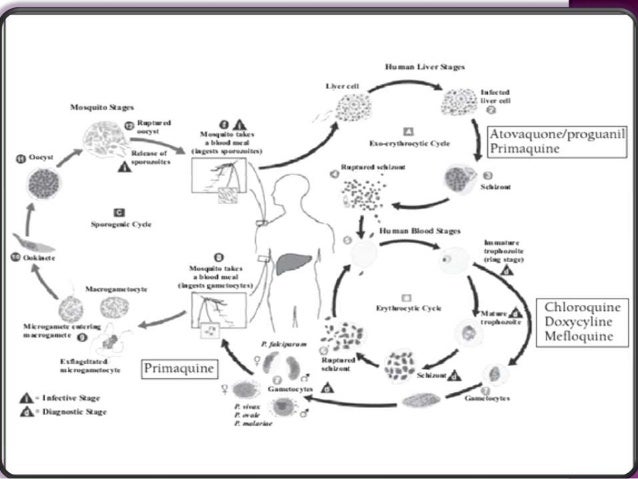 Cialis in farmacia con ricetta cisto