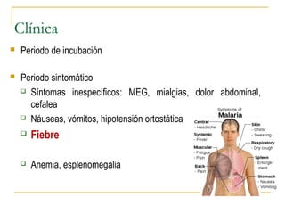 Clínica
 Periodo de incubación
 Periodo sintomático
 Síntomas inespecíficos: MEG, mialgias, dolor abdominal,
cefalea
 Náuseas, vómitos, hipotensión ortostática
 Fiebre
 Anemia, esplenomegalia
 