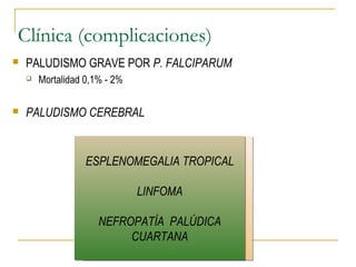 Clínica (complicaciones)
 PALUDISMO GRAVE POR P. FALCIPARUM
 Mortalidad 0,1% - 2%
 PALUDISMO CEREBRAL
HIPOGLUCEMIA
ACIDOSIS
EAP no cardiogénico
INSUFICIENCIA RENAL
ALTERACIONES
HEMATOLOGICAS
INSUFICIENCIA HEPATICA
HIPOGLUCEMIA
ACIDOSIS
EAP no cardiogénico
INSUFICIENCIA RENAL
ALTERACIONES
HEMATOLOGICAS
INSUFICIENCIA HEPATICA
ESPLENOMEGALIA TROPICAL
LINFOMA
NEFROPATÍA PALÚDICA
CUARTANA
ESPLENOMEGALIA TROPICAL
LINFOMA
NEFROPATÍA PALÚDICA
CUARTANA
 