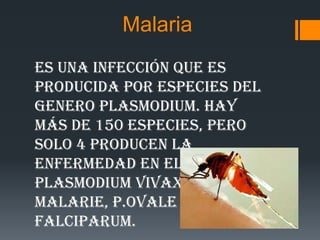 Malaria
Es una infección que es
producida por especies del
genero Plasmodium. Hay
más de 150 especies, pero
solo 4 producen la
enfermedad en el hombre:
Plasmodium vivax, P.
malarie, P.ovale y P.
falciparum.

 