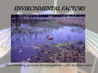 ENVIRONMENTAL FACTORS
Ideal breeding grounds for mosquitoes – still, shallow water.
 