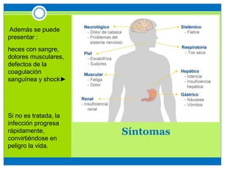 Síntomas
Además se puede
presentar :
heces con sangre,
dolores musculares,
defectos de la
coagulación
sanguínea y shock►
Si no es tratada, la
infección progresa
rápidamente,
convirtiéndose en
peligro la vida.
 