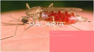 MALARIA
Nelsy Olivo
Mary Sujey Caballero Tinoco
 