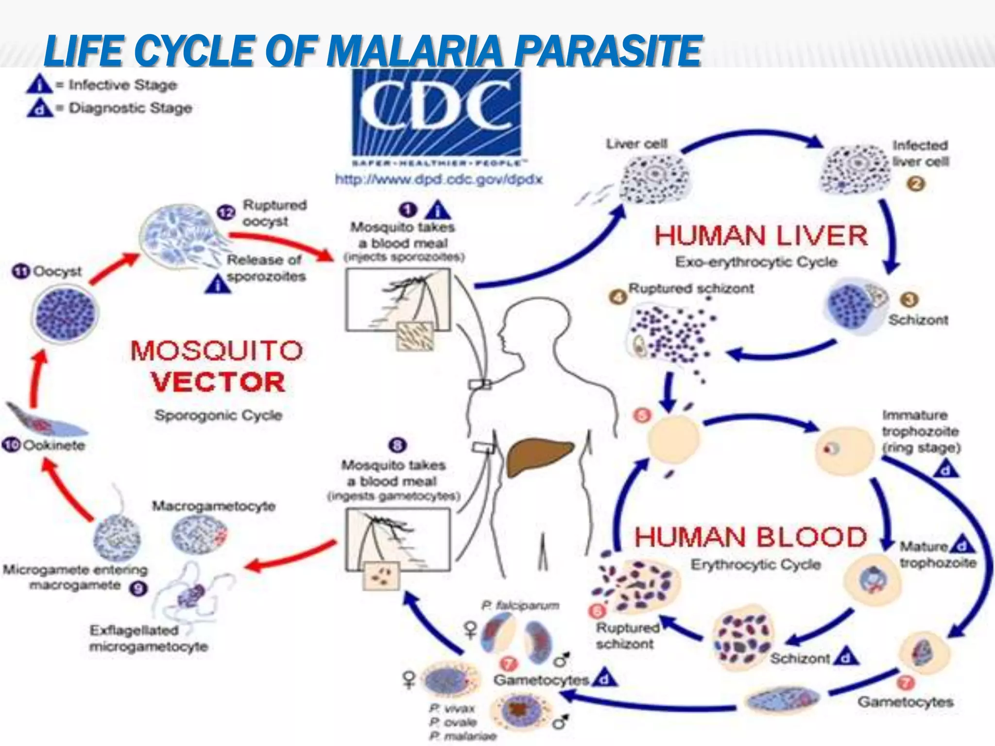 Malaria | PPT