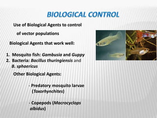Biological Agents that work well:
1. Mosquito fish: Gambusia and Guppy
2. Bacteria: Bacillus thuringiensis and
B. sphaericus
Other Biological Agents:
- Predatory mosquito larvae
(Toxorhynchites)
- Copepods (Macrocyclops
albidus)
Use of Biological Agents to control
of vector populations
 