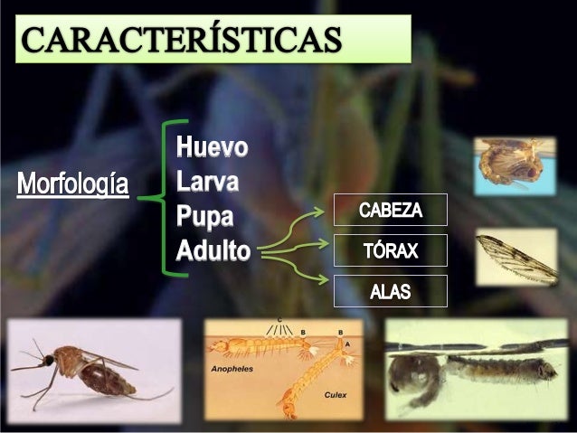 Los polvos del ajenjo de las lamblias
