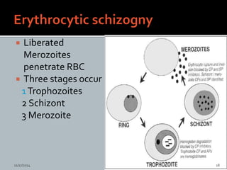  Liberated
Merozoites
penetrate RBC
 Three stages occur
1Trophozoites
2 Schizont
3 Merozoite
11/17/2014 18
 