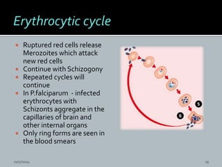 Ruptured red cells release
Merozoites which attack
new red cells
 Continue with Schizogony
 Repeated cycles will
continue
 In P.falciparum - infected
erythrocytes with
Schizonts aggregate in the
capillaries of brain and
other internal organs
 Only ring forms are seen in
the blood smears
11/17/2014 19
 