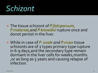  The tissue schizont of
rupture once and
donot persist in the liver.
 While in case of and tissue
schizonts are of 2 types primary type rupture
in 6-9 days,and the secondary type remain
dormant in the liver cells for weeks,months
,or as long as 5 years and causing relapse of
infection.
11/17/2014 20
 