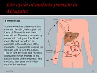 Sexual phase
Some merozoites differentiate into
male and female gametocytes, the
forms of Plasmodia infective to
mosquitoes. These are taken up by
a mosquito during another blood
meal. These fuse to form an
ookinette in the gut lumen of the
mosquito. The ookinette invades the
stomach wall to form the oocyst.
This in turn develops and releases
sporozoites which migrate to the
salivary gland of the mosquito. This
mosquito then goes on to infect
another human host.
11/17/2014 22