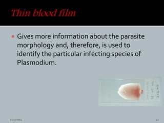  Gives more information about the parasite
morphology and, therefore, is used to
identify the particular infecting species of
Plasmodium.
11/17/2014 41