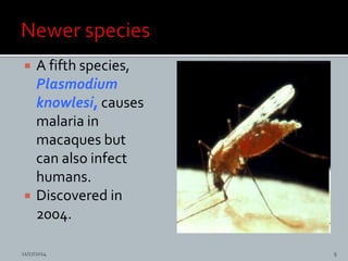  A fifth species,
Plasmodium
knowlesi, causes
malaria in
macaques but
can also infect
humans.
Discovered in
2004.
11/17/2014 9