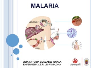 MALARIA
DILIA ANTONIA GONZALEZ ISCALA
ENFERMERA V.S.P. UNIPAMPLONA
 