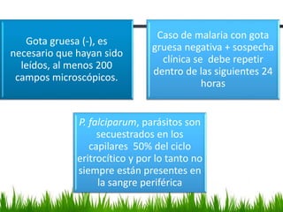 Gota gruesa (-), es
necesario que hayan sido
leídos, al menos 200
campos microscópicos.
Caso de malaria con gota
gruesa negativa + sospecha
clínica se debe repetir
dentro de las siguientes 24
horas
P. falciparum, parásitos son
secuestrados en los
capilares 50% del ciclo
eritrocítico y por lo tanto no
siempre están presentes en
la sangre periférica
 