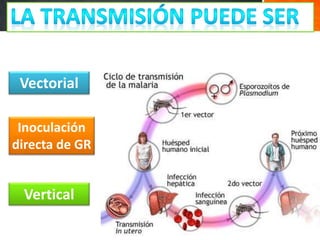 Vectorial
Inoculación
directa de GR
Vertical
 