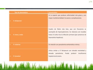 Tipo de plasmodium característica
 P. falciparum
Es la especie que produce enfermedad más grave y con
mayor morbimortalidad. Se asocia a complicaciones.
 P. vivax y ovale
Cuadro de fiebre más leve, que con frecuencia se
acompaña de hiperesplenismo. Se relaciona con recaídas
hasta 3-5 años tras la infección primaria (por presencia de
hipnozoitos hepáticos).
 P. malariae En relación con parasitemia asintomática crónica.
 P. knowlesi
clínica similar a P. falciparum con elevada mortalidad y
elevada parasitemia. Puede producir insuficiencia
hepatorrenal severa.
Protocolo diagnostico terapéutico de la AEP - Patología infecciosa importada I: malaria 2012
J-Th
 