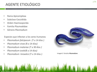 AGENTE ETIOLÓGICO
• Rama Apicomplexa
• Subclase Coccidiida
• Orden Haemosporida
• Familia Plasmodidae
• Género Plasmodium
Especies que infectan a los seres humanos
• Plasmodium falcíparum (7 a 14 días )
• Plasmodium vivax (8 a 14 días)
• Plasmodium malariae (7 a 30 días )
• Plasmodium ovale(8 a 14 días)
• Plasmodium knowlesi (7 a 14 días )
MALARIA - Protocolo de Vigilancia n Salud Pública - instituto nacional de salud version: 01 -2014
Imagen5. Parásito Plasmodium.
J-Th
 