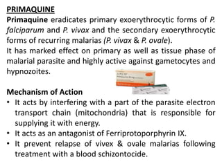 PRIMAQUINE
Primaquine eradicates primary exoerythrocytic forms of P.
falciparum and P. vivax and the secondary exoerythrocytic
forms of recurring malarias (P. vivax & P. ovale).
It has marked effect on primary as well as tissue phase of
malarial parasite and highly active against gametocytes and
hypnozoites.
Mechanism of Action
• It acts by interfering with a part of the parasite electron
transport chain (mitochondria) that is responsible for
supplying it with energy.
• It acts as an antagonist of Ferriprotoporphyrin IX.
• It prevent relapse of vivex & ovale malarias following
treatment with a blood schizontocide.
 