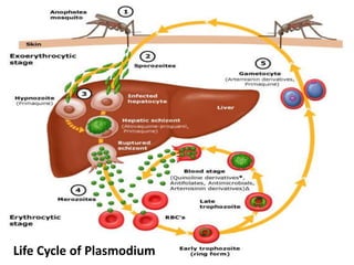 Life Cycle of Plasmodium
 