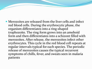  Merozoites are released from the liver cells and infect
red blood cells. During the erythrocytic phase, the
organism differentiates into a ring-shaped
trophozoite. The ring form grows into an ameboid
form and then differentiates into a schizont filled with
merozoites. After release, the merozoites infect other
erythrocytes. This cycle in the red blood cell repeats at
regular intervals typical for each species. The periodic
release of merozoites causes the typical recurrent
symptoms of chills, fever, and sweats seen in malaria
patients
 
