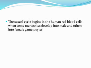  The sexual cycle begins in the human red blood cells
when some merozoites develop into male and others
into female gametocytes.
 