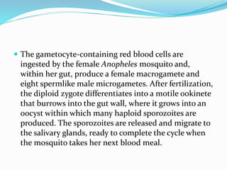 The gametocyte-containing red blood cells are
ingested by the female Anopheles mosquito and,
within her gut, produce a female macrogamete and
eight spermlike male microgametes. After fertilization,
the diploid zygote differentiates into a motile ookinete
that burrows into the gut wall, where it grows into an
oocyst within which many haploid sporozoites are
produced. The sporozoites are released and migrate to
the salivary glands, ready to complete the cycle when
the mosquito takes her next blood meal.
 