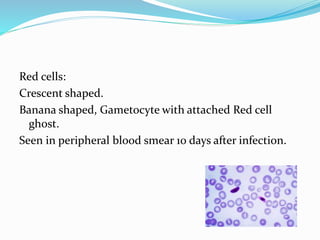 Red cells:
Crescent shaped.
Banana shaped, Gametocyte with attached Red cell
ghost.
Seen in peripheral blood smear 10 days after infection.
 