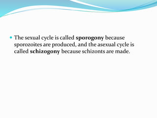  The sexual cycle is called sporogony because
sporozoites are produced, and the asexual cycle is
called schizogony because schizonts are made.
 