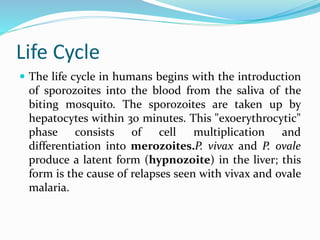 Life Cycle
 The life cycle in humans begins with the introduction
of sporozoites into the blood from the saliva of the
biting mosquito. The sporozoites are taken up by
hepatocytes within 30 minutes. This "exoerythrocytic"
phase consists of cell multiplication and
differentiation into merozoites.P. vivax and P. ovale
produce a latent form (hypnozoite) in the liver; this
form is the cause of relapses seen with vivax and ovale
malaria.
 