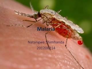 Malaria
Natangwe Shimhanda
201208214
 