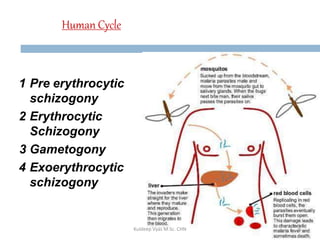 Human Cycle
1 Pre erythrocytic
schizogony
2 Erythrocytic
Schizogony
3 Gametogony
4 Exoerythrocytic
schizogony
6Kuldeep Vyas M.Sc. CHN
 